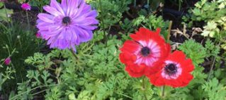 Anemones spring