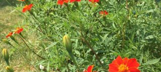 Cottage Red Marigolds in garden
