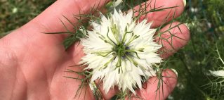 White Nigella