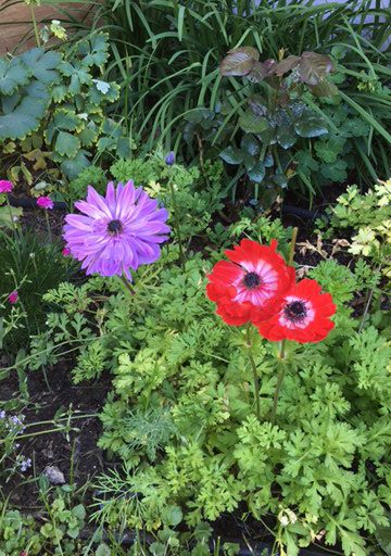 Anemones spring