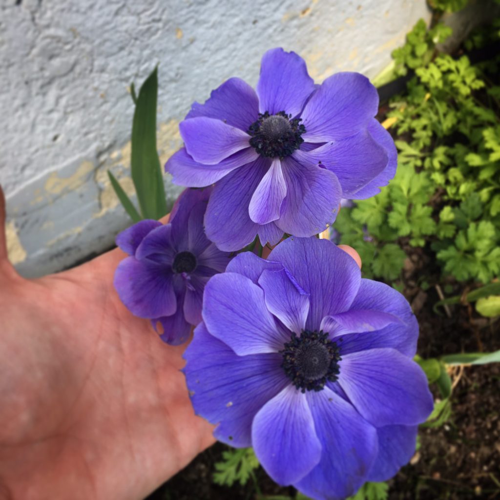 purple anemones yard