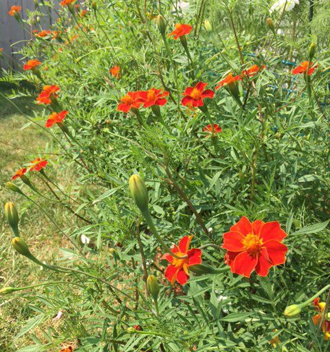 Cottage Red Marigolds in garden