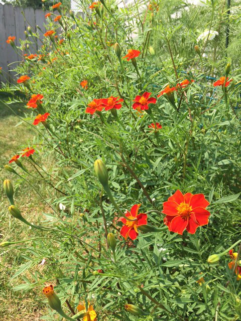 Cottage Red Marigolds in garden