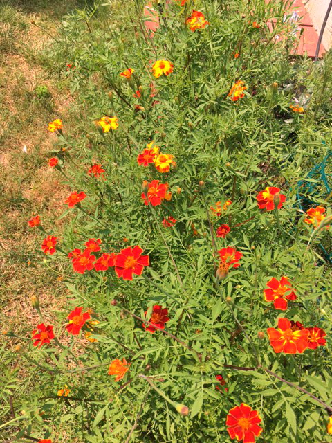 Cottage Red Marigolds in Garden