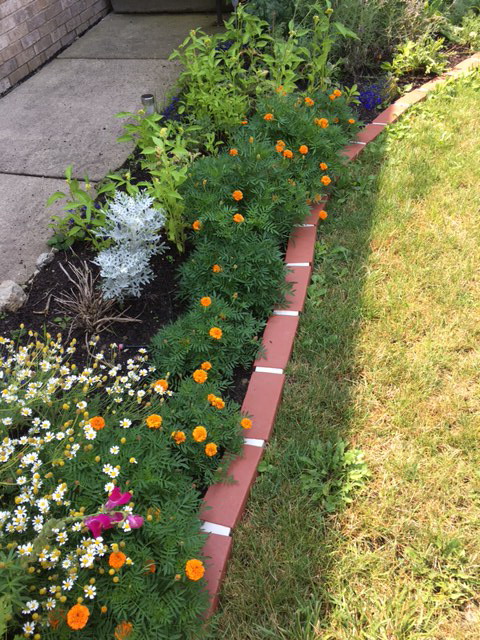 Garden Marigolds seed