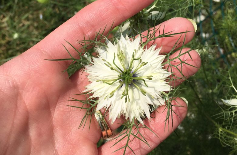 White Nigella