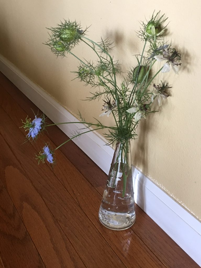 Nigella in Vase