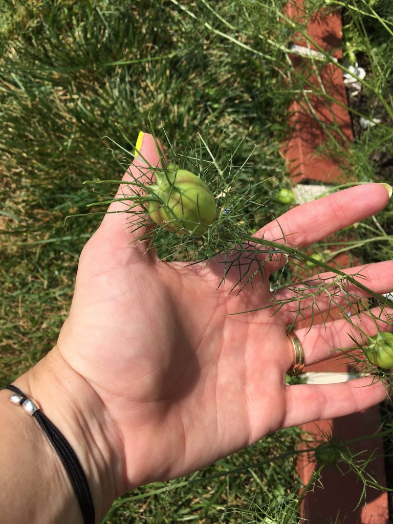 Nigella Seed Pod