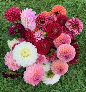 Group shot of dahlias