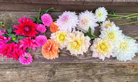 Dahlias Bouquets