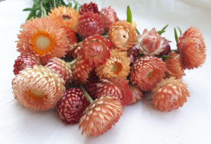 Locally grown Strawflower