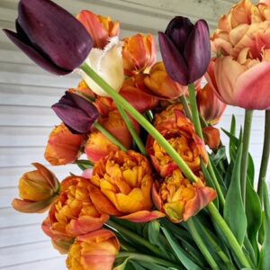 Tulips