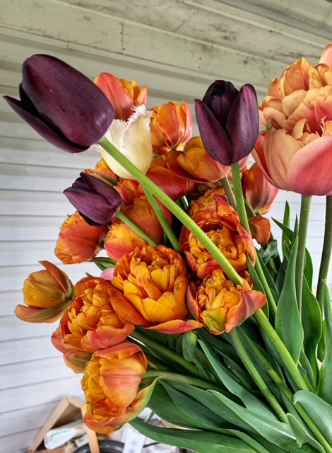 Tulips