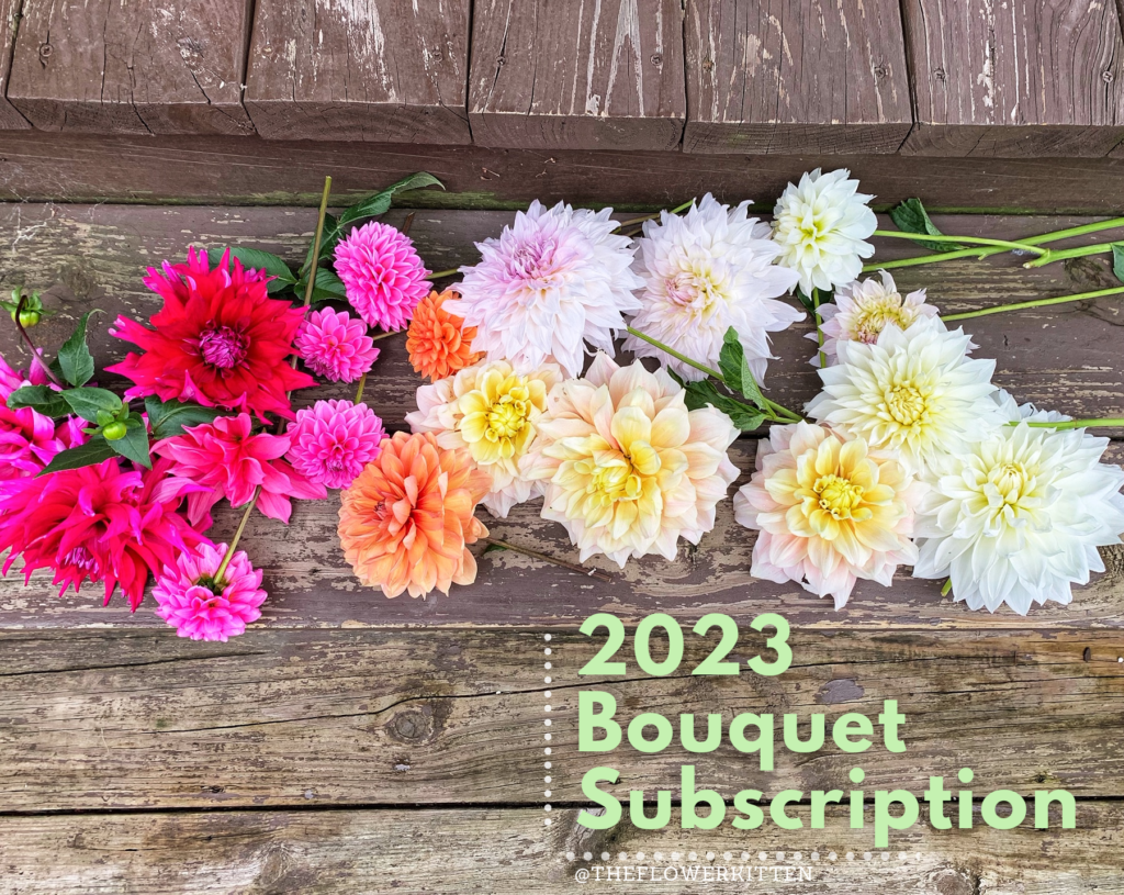 2023 Bouquet Subscription - Dahlias photo