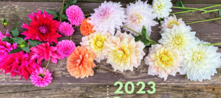 Bouquet Subscriptions for 2023 Now Available 2023 Bouquet Subscription - Dahlias photo