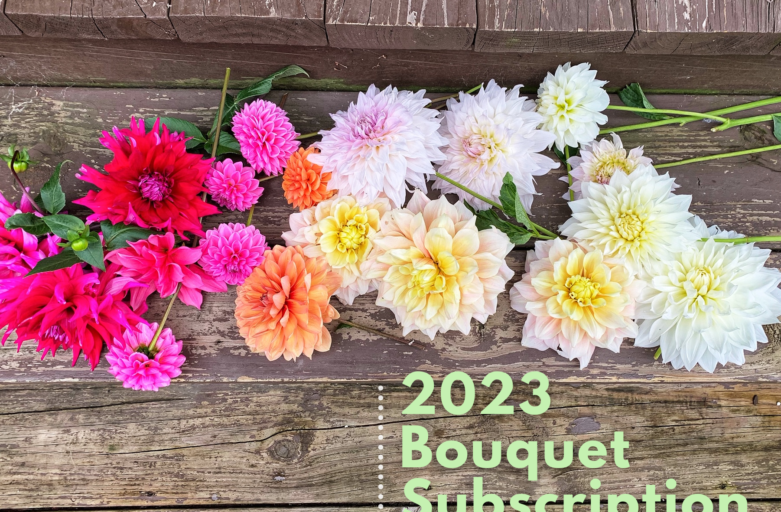2023 Bouquet Subscription - Dahlias photo
