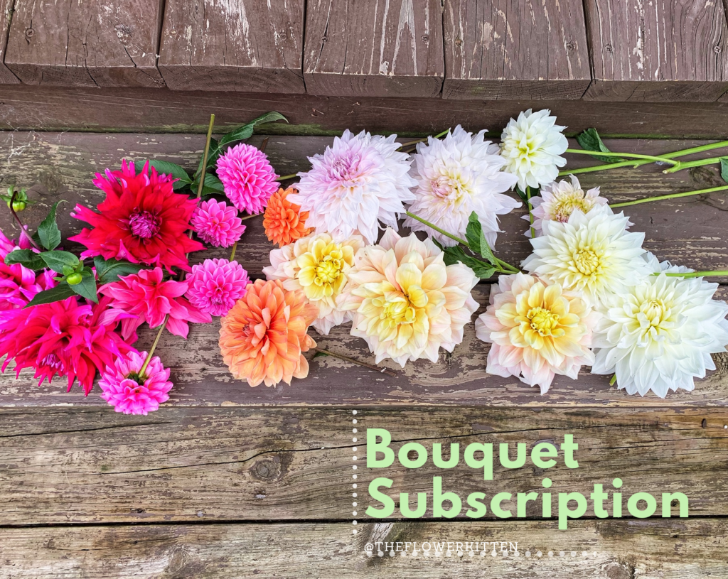 Dahlia's Bouquet rainbow